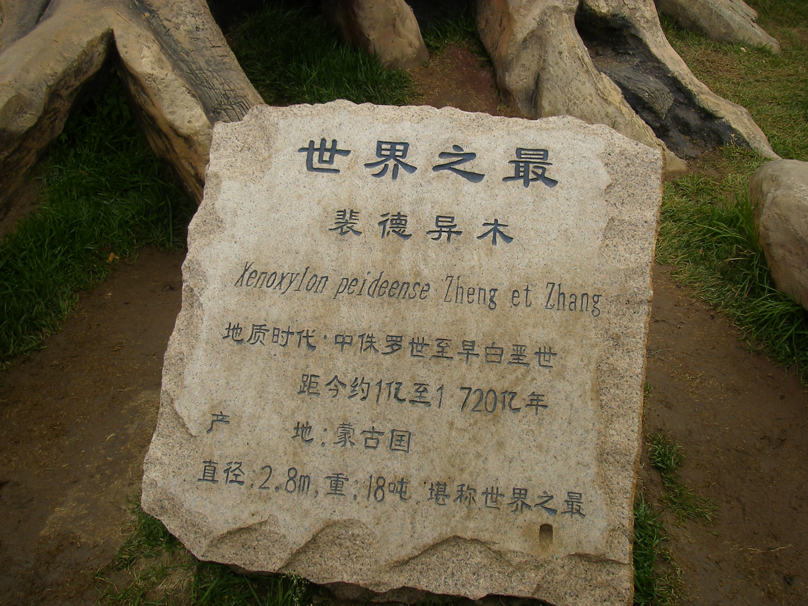 裴德异木.JPG
