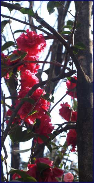 茶花盛开5.jpg