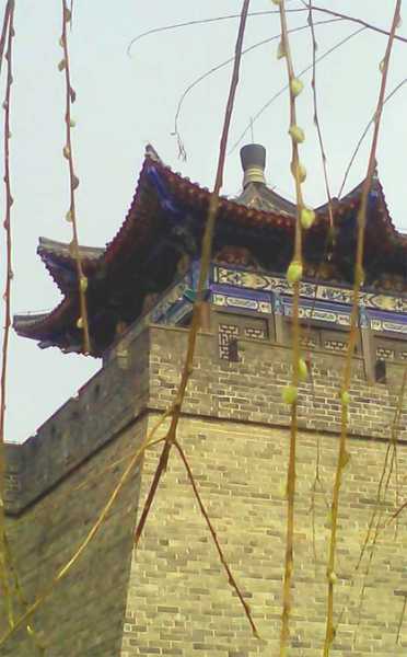 乔云峰迎春花.jpg
