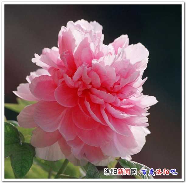 牡丹６.jpg