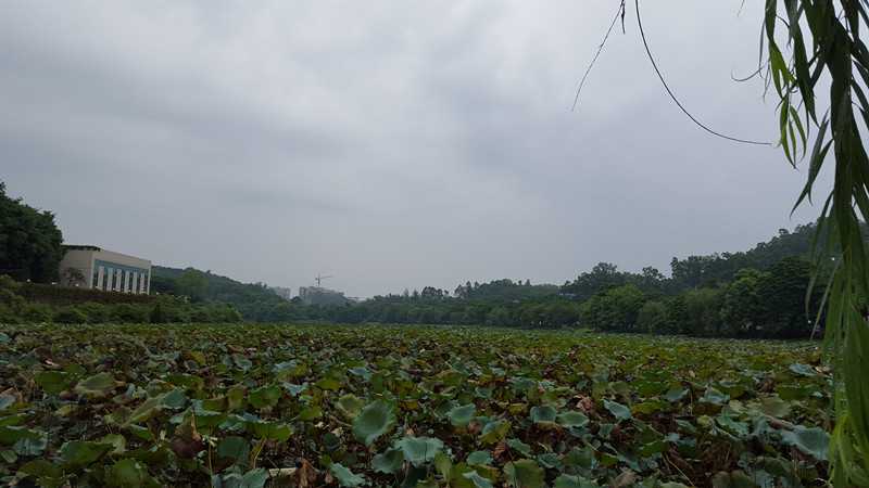 20150811_081310.jpg