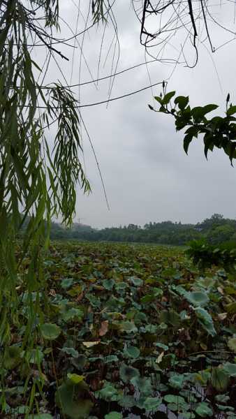 20150811_081252.jpg