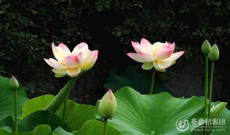 102804mkou5codowl2d950_jpg_thumb.jpg