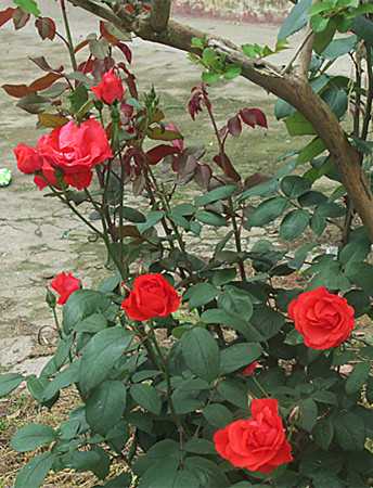 IMG_1492_副本.jpg