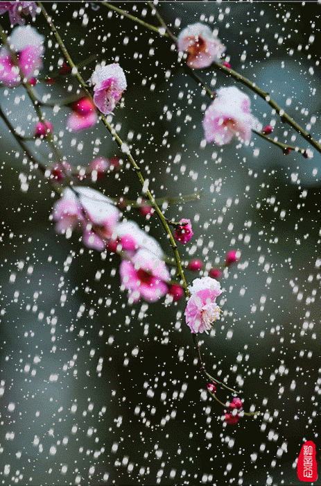 飞雪梅花.gif