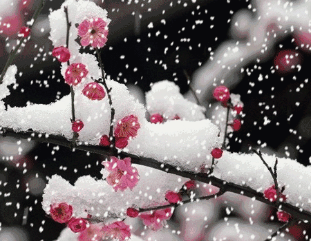 雪中梅.gif