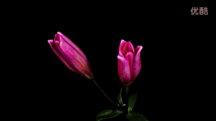 mmexport1584005562887.gif