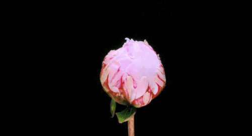 mmexport1584005672645.gif